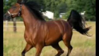 LOS CADETES DE LINARES - ¿Donde Estará mi Caballo?