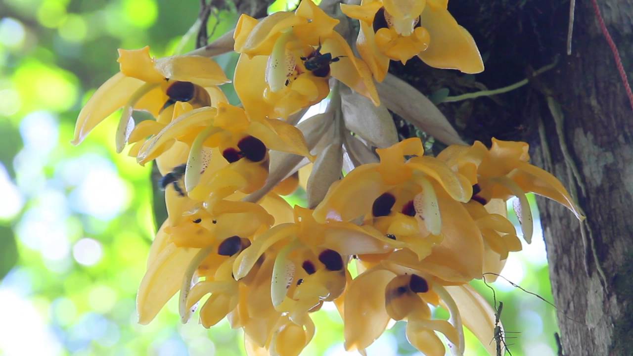 Orquídeas Amazónicas ‪#‎Gualaquizateespera
