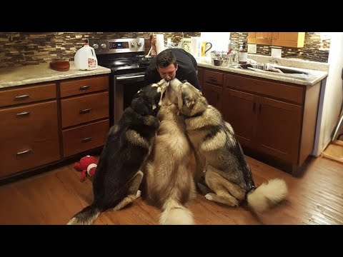 Le husky est plus que spectaculaire, vous allez rire toute la journée !