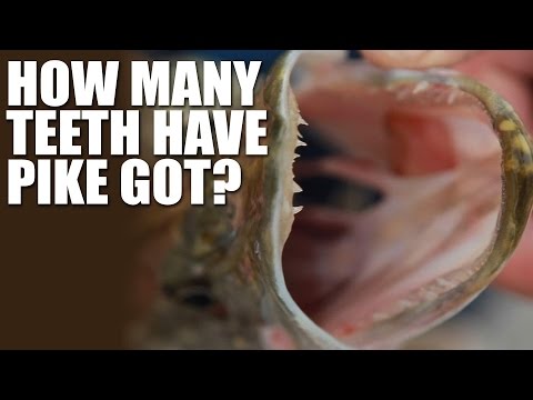 How Many Teeth Have Pike Got? How Many Teeth Have Pike Got?