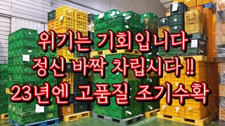 #샤인머스켓 결국 올것이 왔는데, 23년도에 어떻게 하시겠어요?