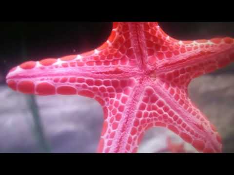 Finding Nemo Remake Part 9 The Tank Gang