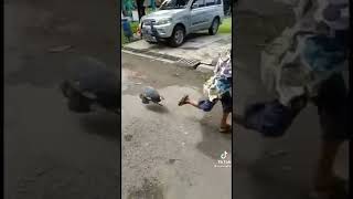 Download lagu anak kecil di kejar 🐓🐓🐓🐓Niatnya godain ayam... eeee malah kena pendeel ayam. mp3