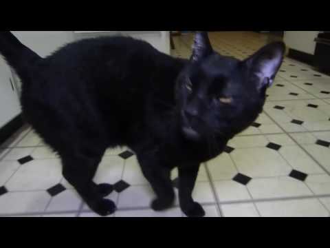 Talking Kitty Cat 47