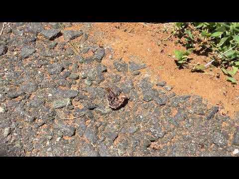 Carpenter Ant Feasts on Worm in New Egypt,...