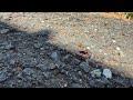 Carpenter Ant Feasts on Worm in New Egypt, NJ
