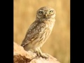 Little Owl Call