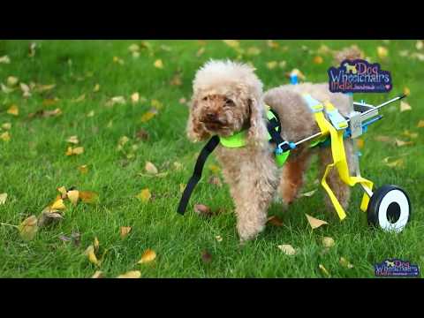 Mintbowl Dog Wheelchairs India starts from Rs 5777 Mob 9979035679