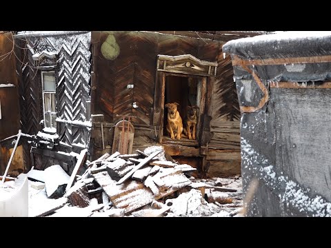 Жителей частного сектора в районе Зелёного клина держит в страхе стая бродячих собак