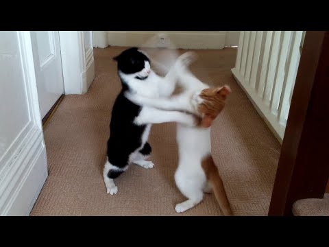 Cats Play Fighting