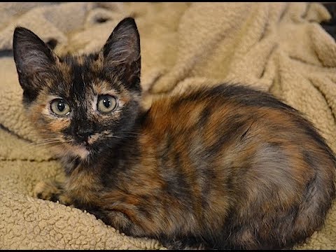 StitchyTube Episode 5