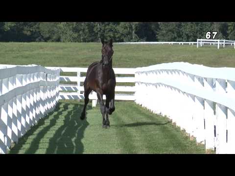 Hip #67 KING OF LINDY (CANTAB HALL - IVORY LINDY)