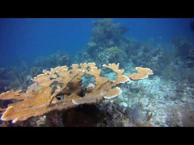 Diving Glover's Reef Atoll, Belize