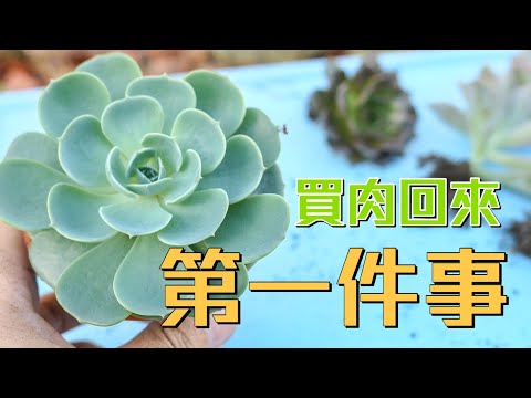 多肉買回來要先做什麼?