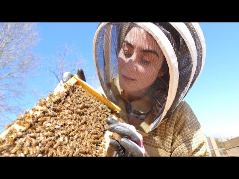I've waited MONTHS for this day || Did we keep our HONEY BEES ALIVE???