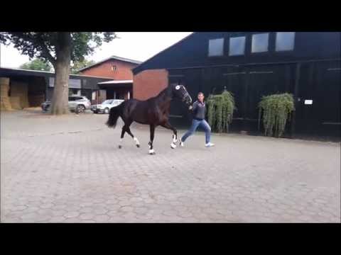 Dressurpferd_Rappe_Hannoveraner