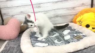 ブリティッシュショートヘアの動画01