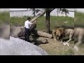 WILD Unstable Man Jumps Into Lion Exhibit Area