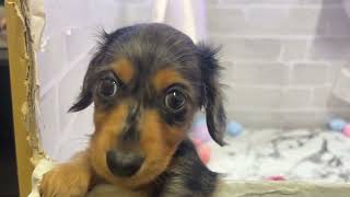 ミニチュアダックスの動画01