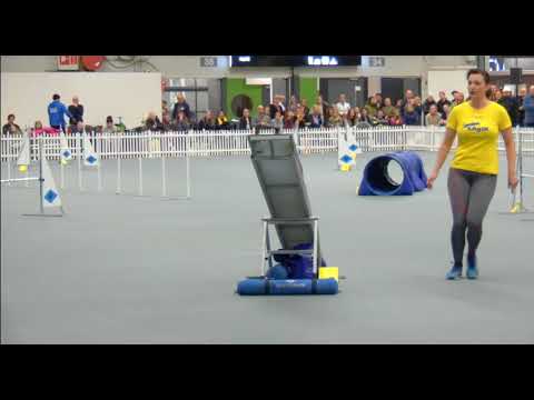 Royal Canin Agility Cup 2017 finals Large