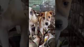 Video preview image #1 Labrador Retriever-Unknown Mix Puppy For Sale in Virginia Beach, VA, USA