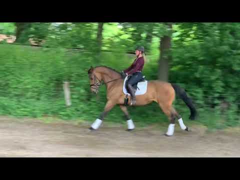 BO 5j. Stute v. Borsalino - Lauries Crusador xx  VB 16.000,- Euro