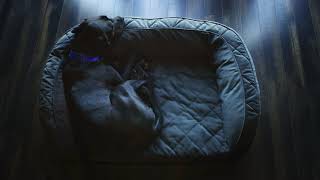 The Orvis Memory Foam Dog Bed – Canine Rest & Recovery