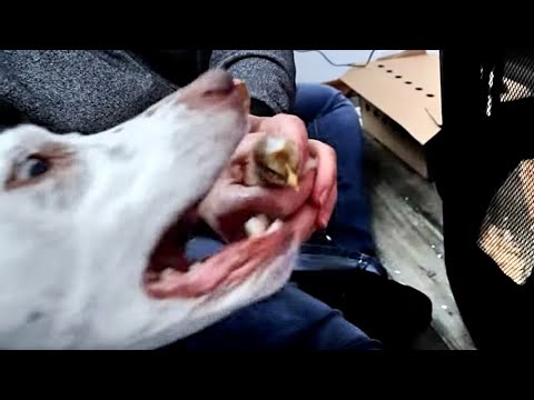 Die Küken kommen - UHiK #214