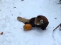 Red Panda vs Pumpkin VERY FUNNY !!!