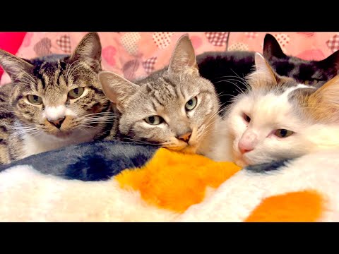 この後びっくりしてこうなった猫達