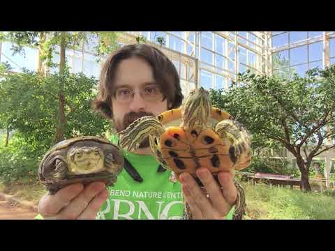 Discover the difference between a tortoise, terrapin, and a turtle!