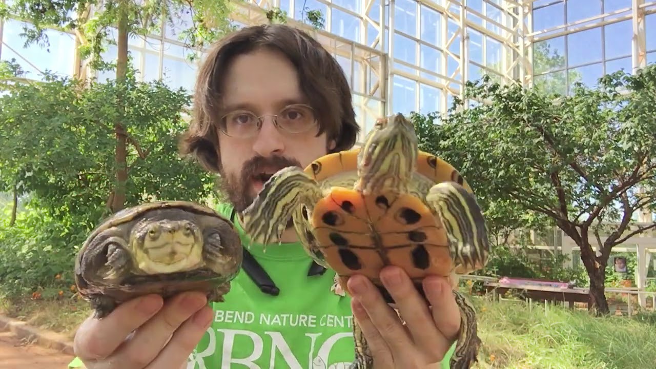 Discover the difference between a tortoise, terrapin, and a turtle!
