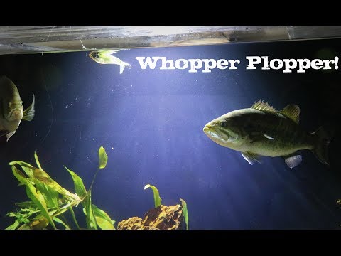 Pet Bass ATTACK Fishing Lures!!