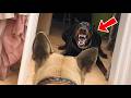 The Internet S Funniest Pets Are Back And Funnier Than Ever Funniest Compilation Ever