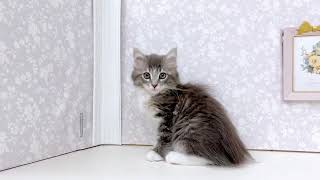 ノルウェージャンフォレストキャットの動画01