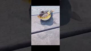 Download lagu SpongeBob fastest mrs. puffs#short Reaction mp3