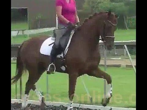 2013 just started KWPN mare with great potential ! www.sporthorses-online.com
