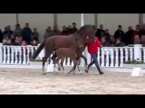 Hengstfohlen von Erdinger