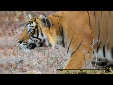 Photographing the Wild Tigers of Ranthambore | Devang Shrimali