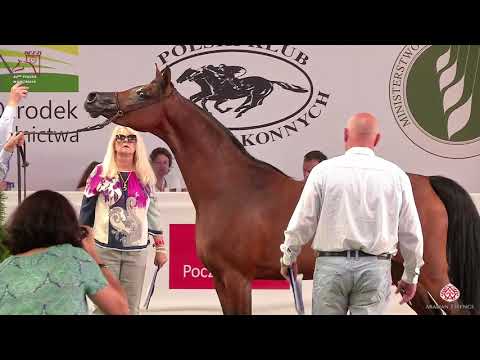 N101 PETULA - 2020 PRIDE OF POLAND - 42nd Arabian Horse National Show - 4-6 Years Old Mares (Cla...