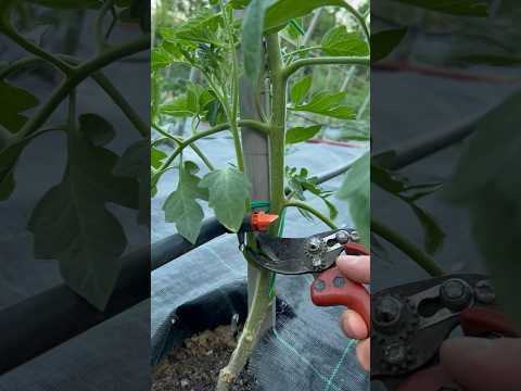 #pruning tomato! #agribros #gardening #asmr #garden #cuttingskills #agriculture #tomato #planting