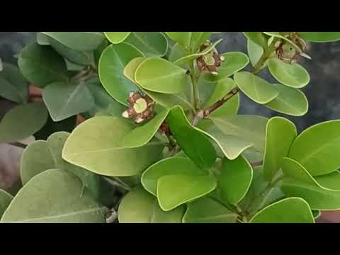 strawberry guava fruits in our terrace garden #gardening #youtube #Ashvika's doodles