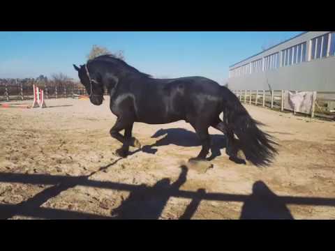 Beautiful Friesian horse: Zorro