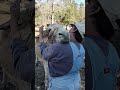 Doc The Donkey