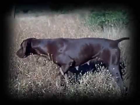 CAZA de CODORNIZ. Kai «Vintage»(X) – bonviedro.com