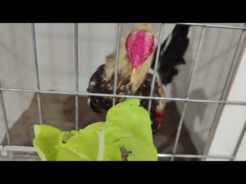 lechuga, acelgas, col para gallos y gallinas muy importante   #hortalizas  #gallinas #gallos