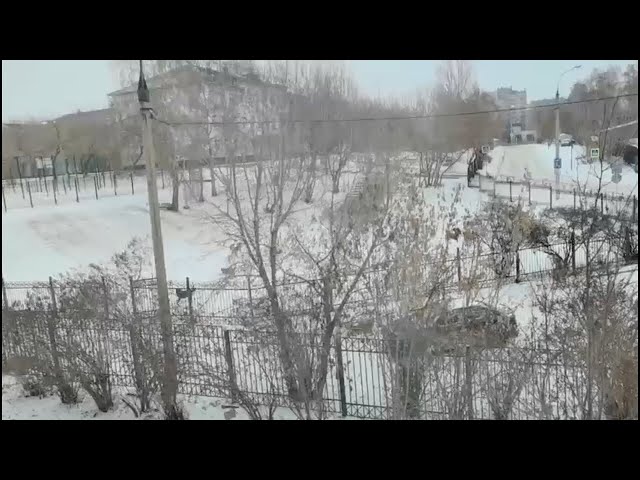 В Иркутске стаи бродячих собак напали на детей одной из школ Октябрьского района