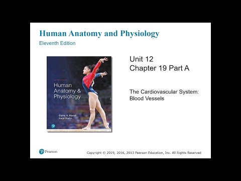 Anatomy and Physiology Chapter 19A