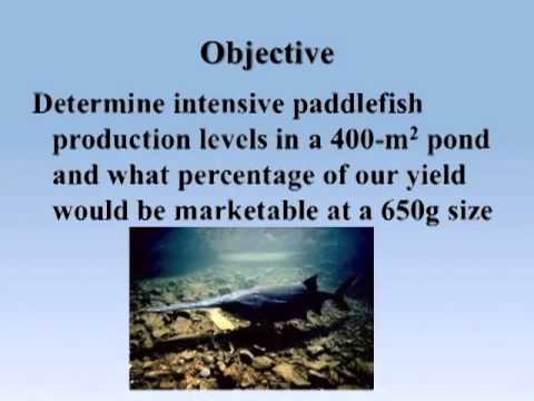 WAS 2013 Paddlefish Session: Pond Production of Paddlefish in Kentucky