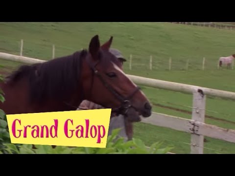 Grand Galop 121 - Un trait sur le passé | HD | Épisode Complet